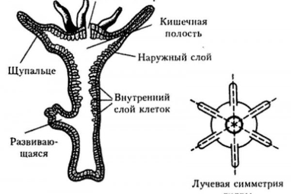 Короткая ссылка на кракен