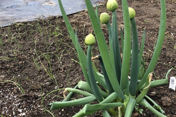 Ссылка официальный сайт кракен